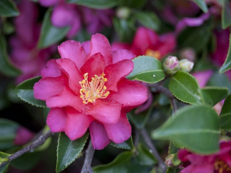 Camellia Sasanqua 'Hiryu'