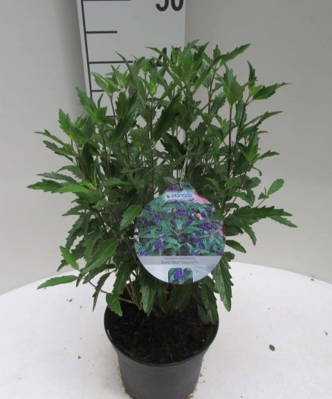 Caryopteris Clandonensis 'Inoveris'®