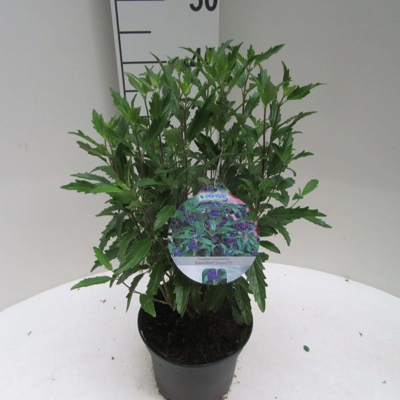 Caryopteris Clandonensis 'Inoveris'®