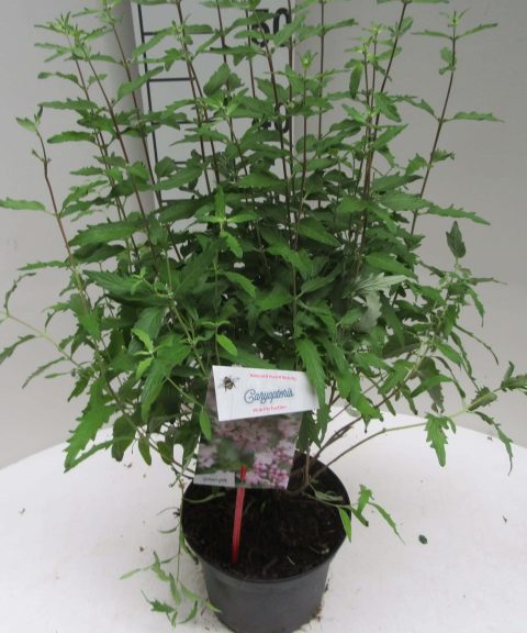 Caryopteris Clandonensis 'Pink Perfection'®