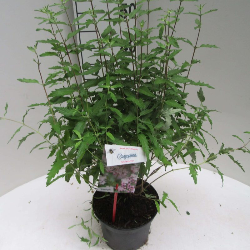 Caryopteris Clandonensis 'Pink Perfection'®