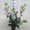 Prunus Laurocerasus Caucasica