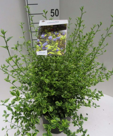 Ceanothus 'El Dorado'