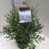 Ceanothus 'Julia Phelps'