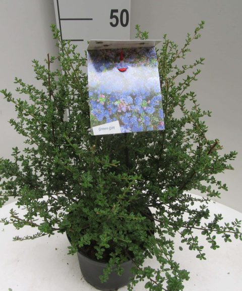 Ceanothus 'Julia Phelps'