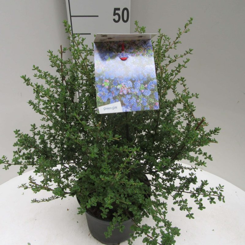 Ceanothus 'Julia Phelps'