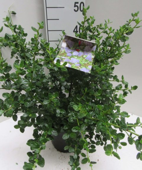 Ceanothus 'Yankee Point'
