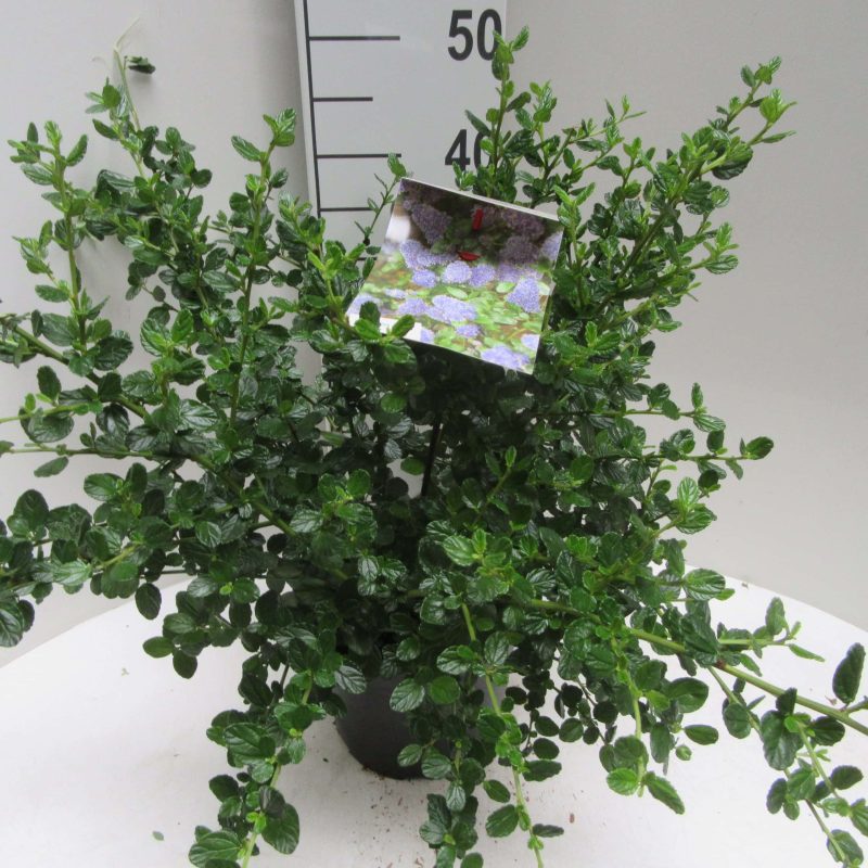 Ceanothus 'Yankee Point'