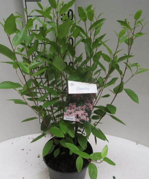 Ceanothus Pallidus 'Marie Simon'
