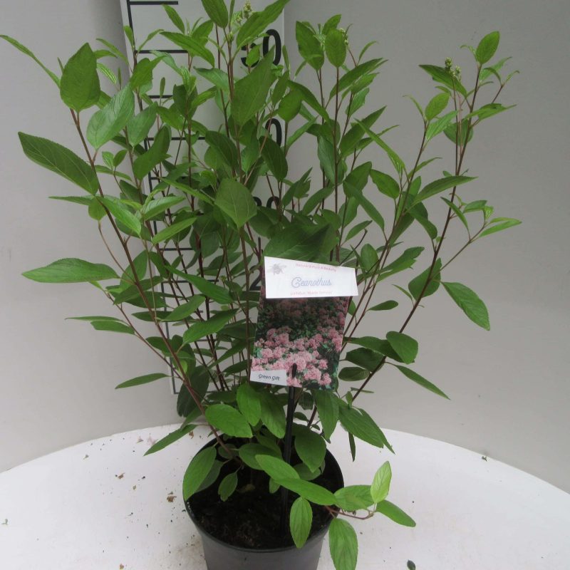 Ceanothus Pallidus 'Marie Simon'