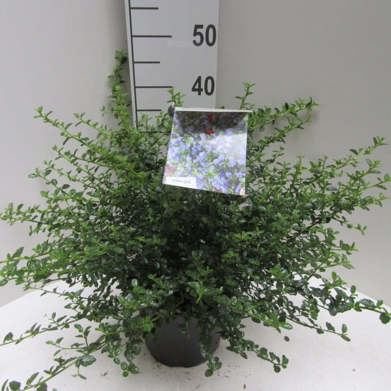 Ceanothus Thyrsiflorus 'Repens'