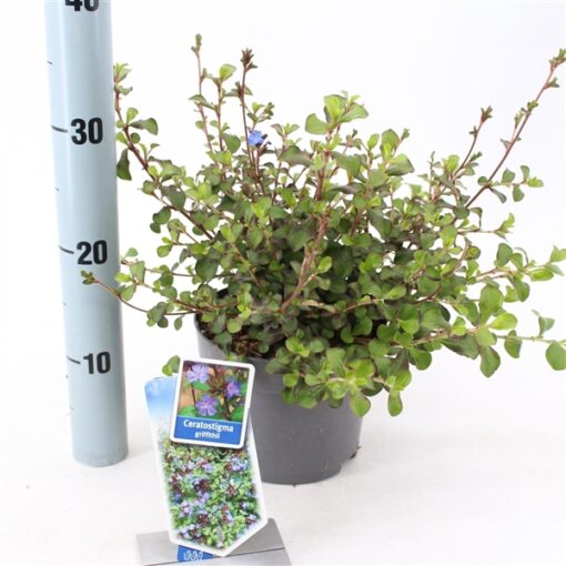 Ceratostigma Griffithii