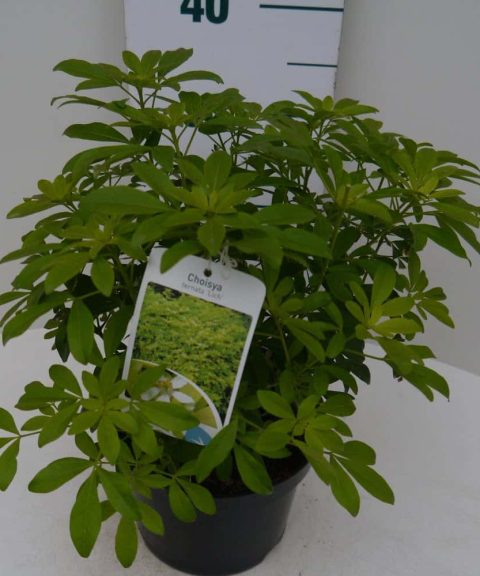 Choisya ternata 'Sundance'