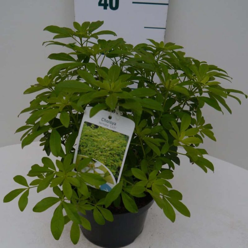 Choisya ternata 'Sundance'