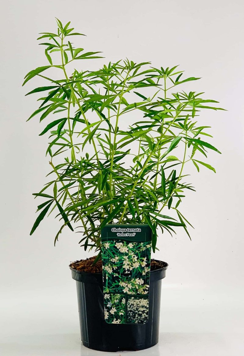 Choisya ternata 'Aztec Pearl'