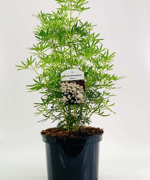 Choisya ternata ‘White Dazzler’