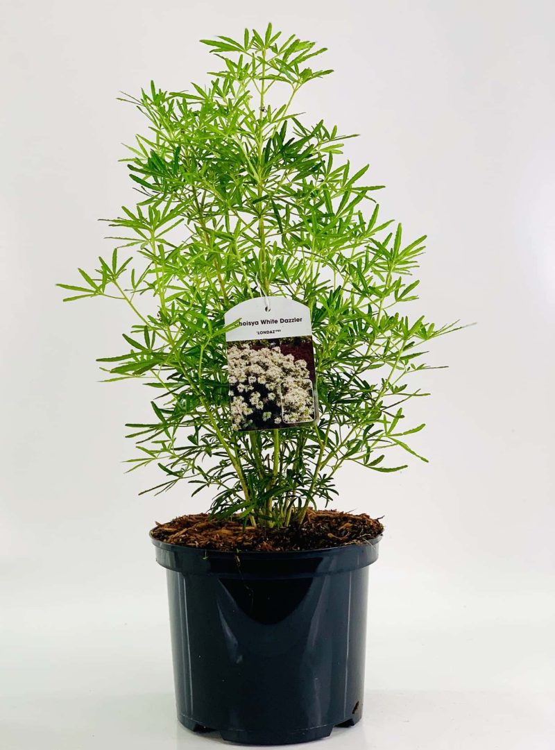 Choisya ternata ‘White Dazzler’