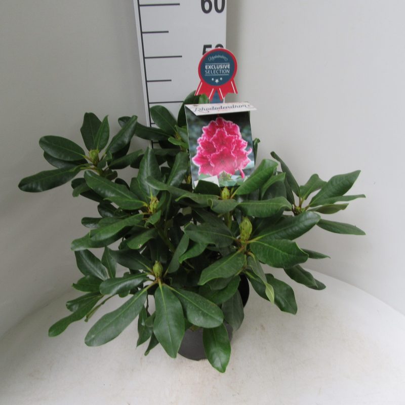 Rhododendron 'Claudine' roze
