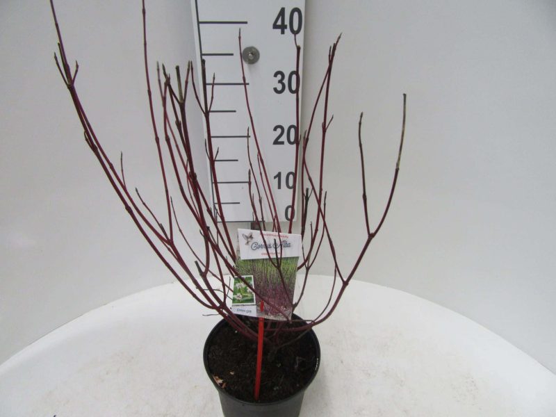 Cornus Alba 'Elegantissima' - Afbeelding 3