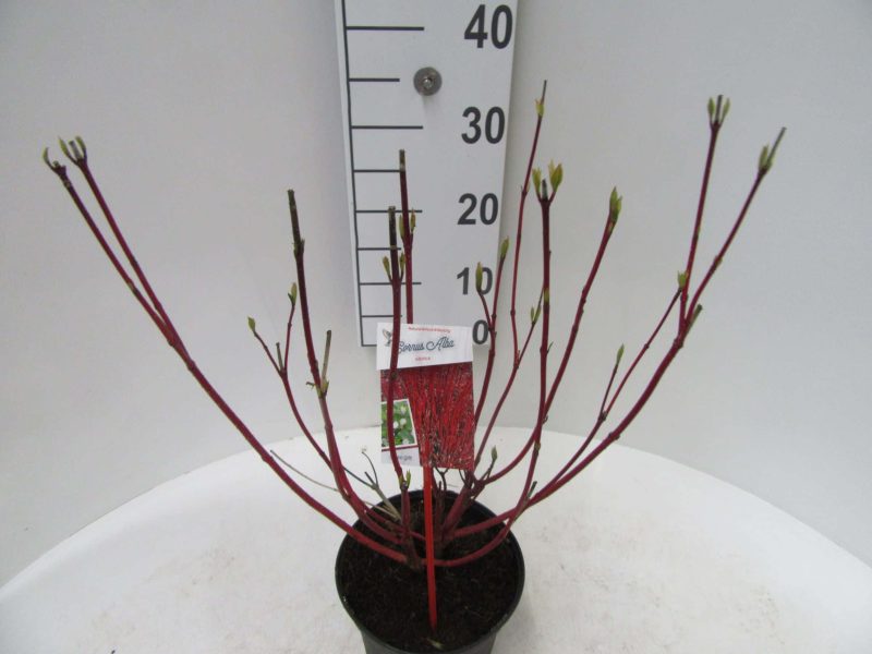 Cornus Alba 'Sibirica' - Afbeelding 2