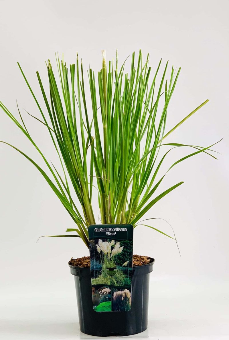 Cortaderia selloana 'Citaro‘ – Pampasgras