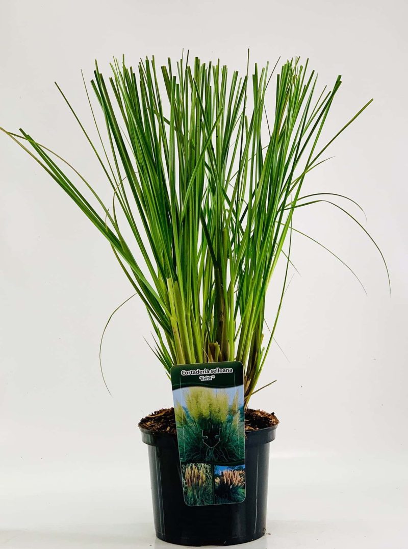 Cortaderia selloana 'Evita' – Pampasgras