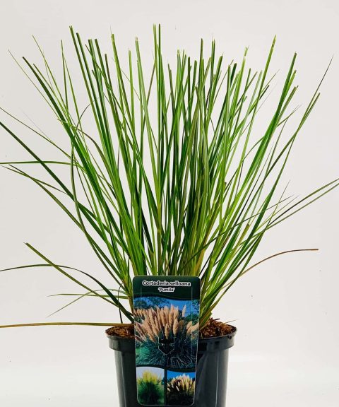 Cortaderia selloana 'Pumila'– Pampasgras