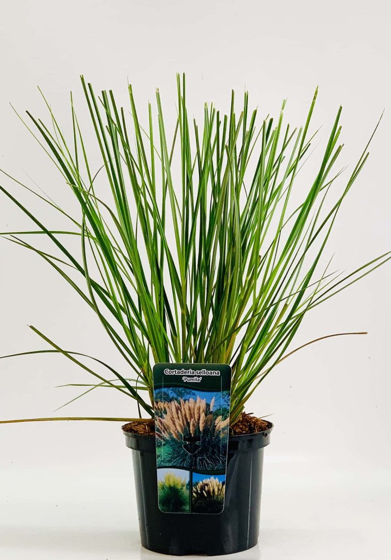 Cortaderia selloana 'Pumila'– Pampasgras