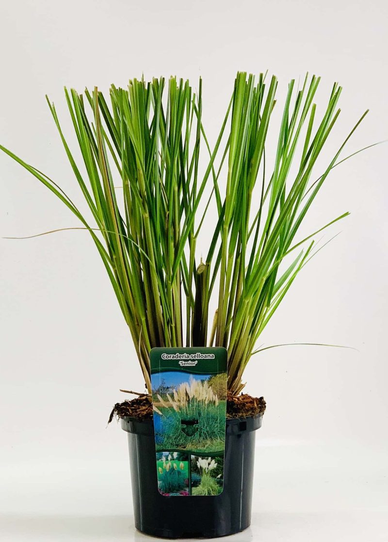 Cortaderia selloana – Pampasgras