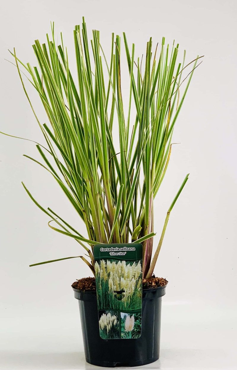Cortaderia selloana 'Silver Star'– Pampasgras