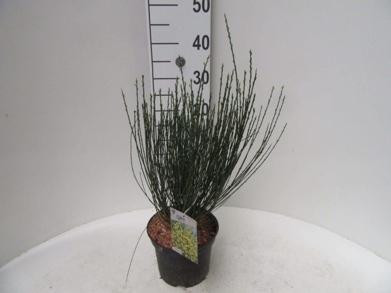 Cytisus praecox 'Allgold'