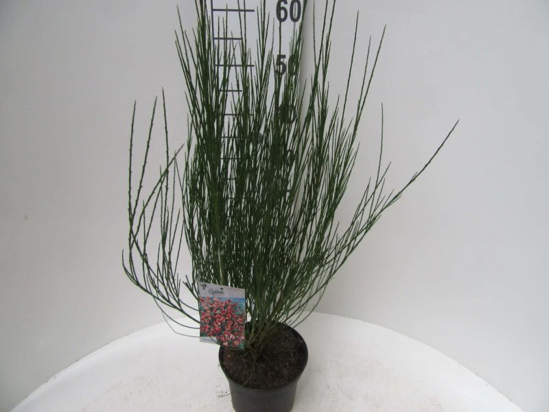 Cytisus 'Burkwoodii'