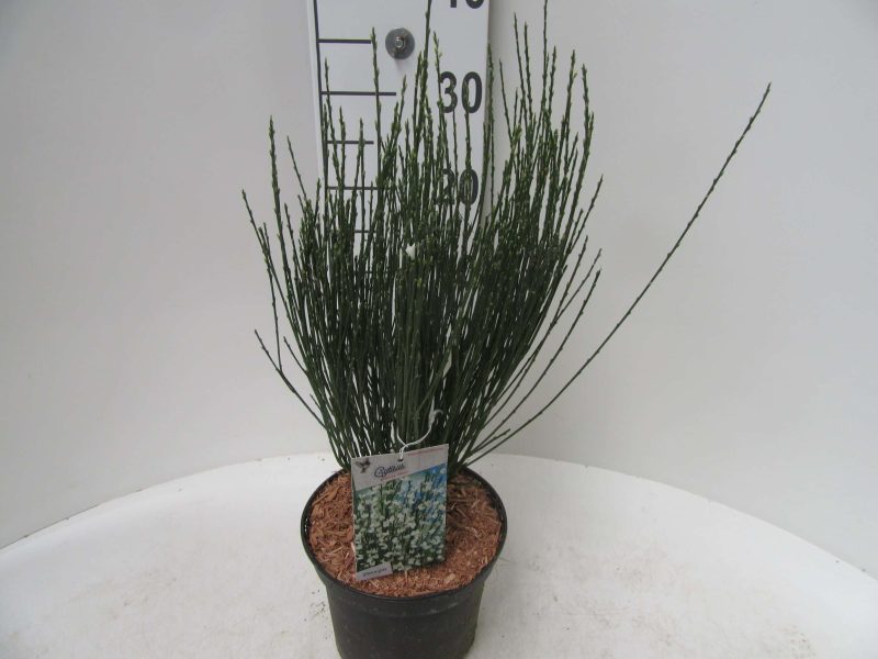 Cytisus praecox 'Albus'