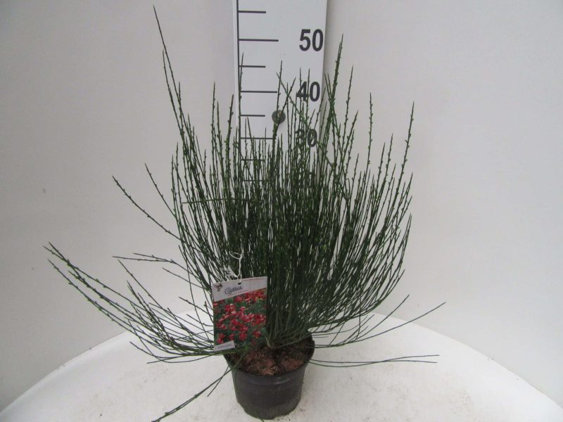 Cytisus praecox 'Hollandia'