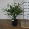 butia