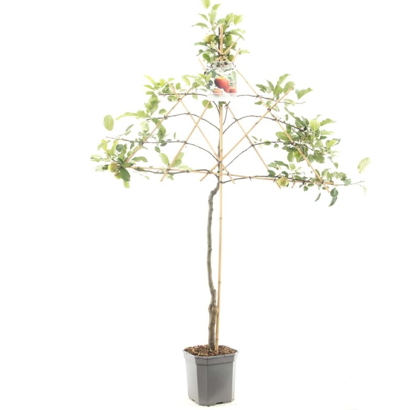 Malus Jonagold Appel - Afbeelding 6
