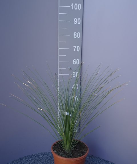 Dasylirion longifolium