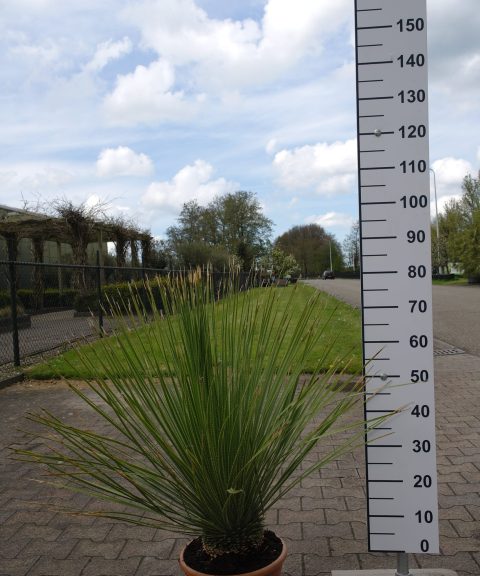 Dasylirion Serratifolium