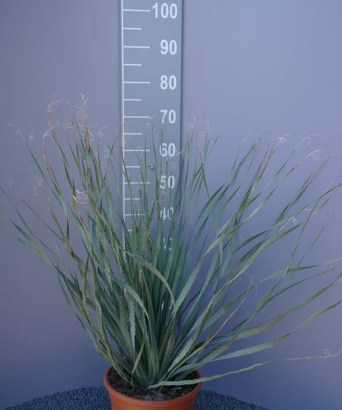Dasylirion Wheeleri