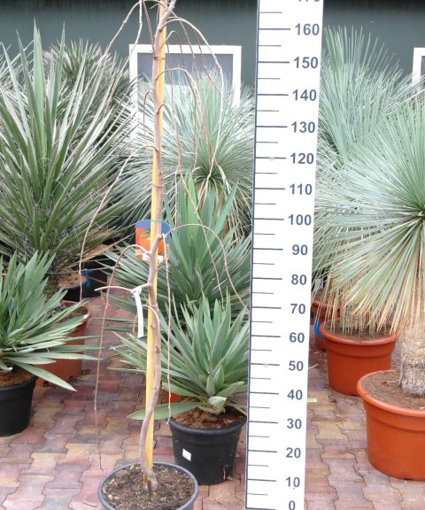 Diospyros Kaki 'Pendula' - Treurkaki