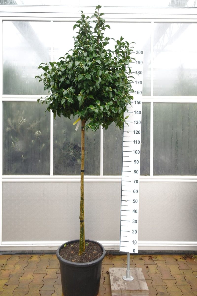 Camellia Japonica 'Princess Baciocchi' - Camellia op stam