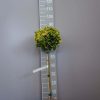 Euonymus Japonica 'Aureus' op stam