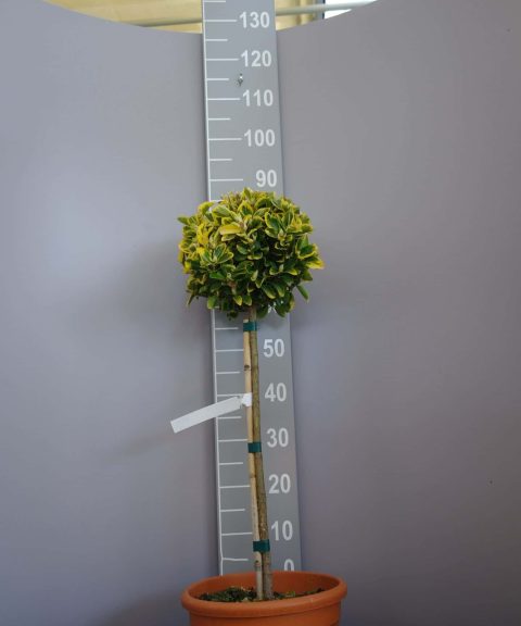 Euonymus Japonica 'Aureus' op stam
