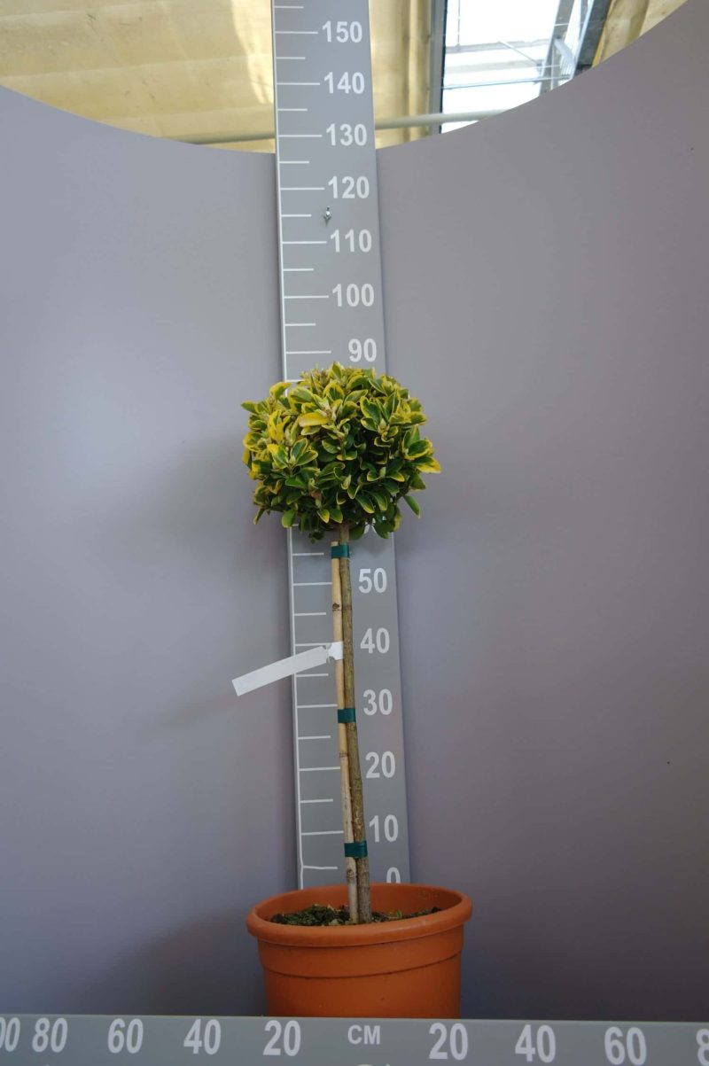 Euonymus Japonica 'Aureus' op stam
