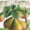 Pyrus Gieser Wildeman
