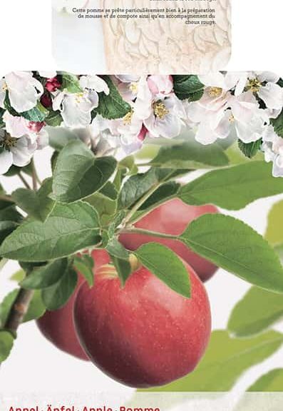 Malus Cox Orange Appel
