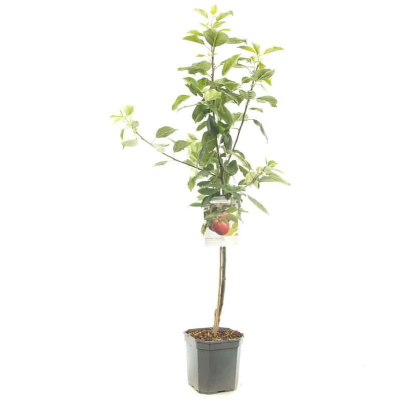 Malus Cox Orange Appel - Afbeelding 3