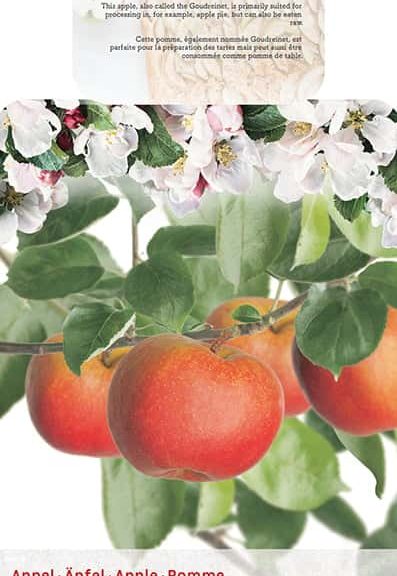 Malus Goudreinet Appel 'Rode Boskoop'