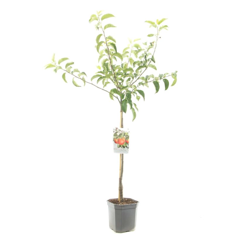 Malus Goudreinet Appel 'Rode Boskoop' - Afbeelding 2