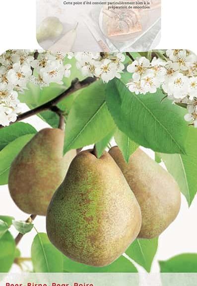 Pyrus Doyenne du Comice
